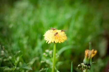Dandelions: If You Can't Beat 'Em, Eat 'Em! Image